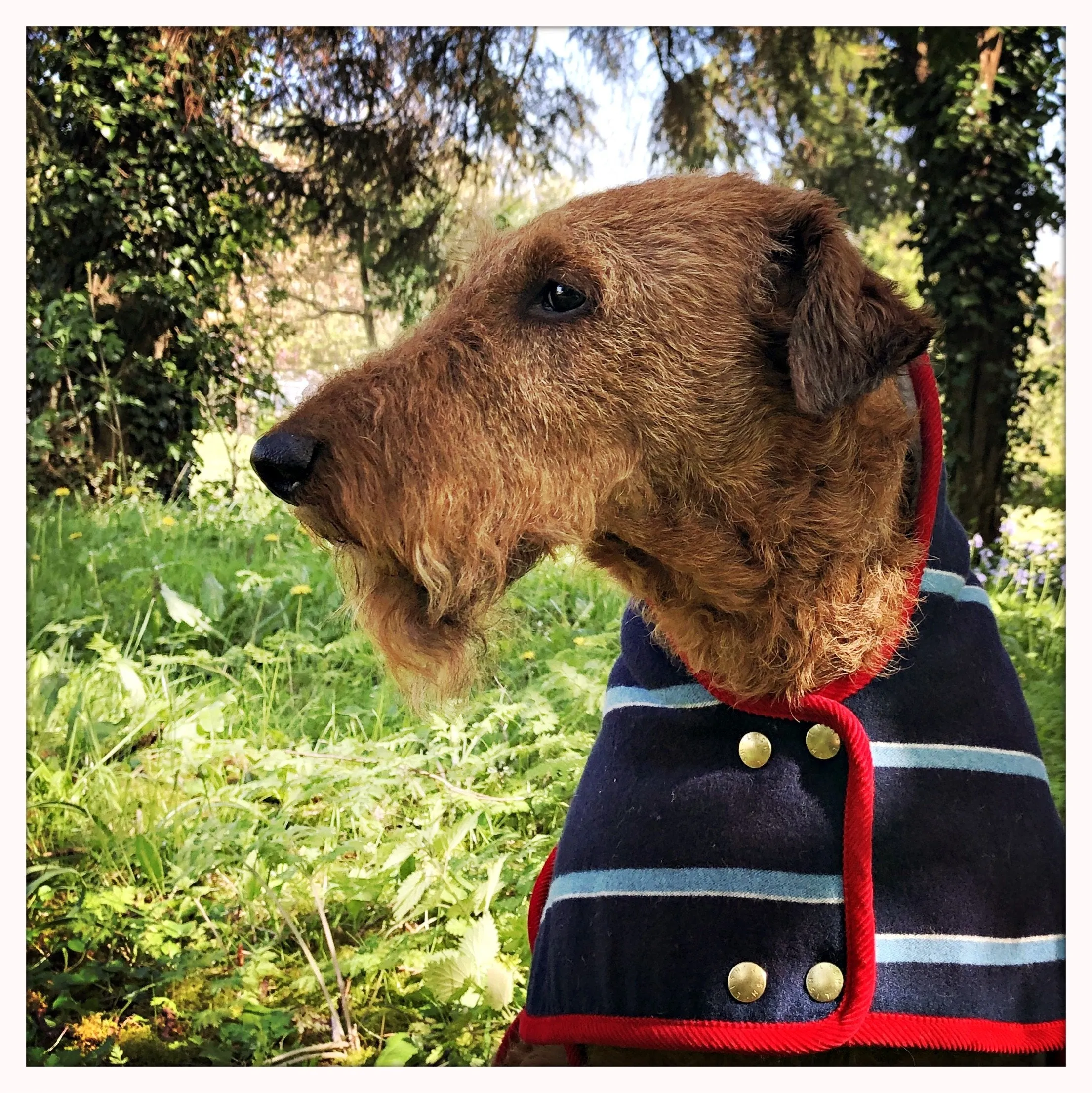 Cecil Blazer Luxury Designer Dog Coat